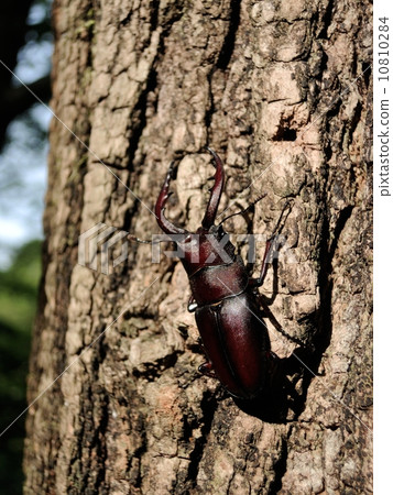 Saw Palmetto (Nara Tree) Saw Palmetto (Nara Tree) 10810284
