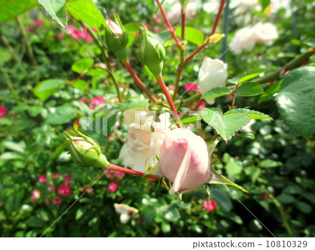 玫瑰的芽玫瑰的芽 10810329