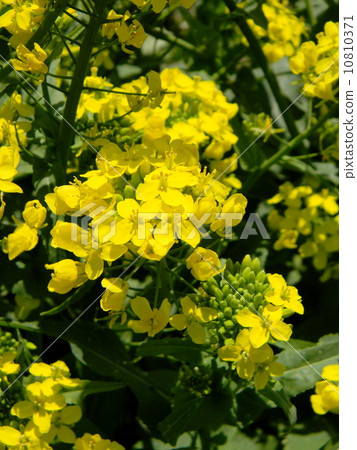 股票花開了 股票花開了 10810371