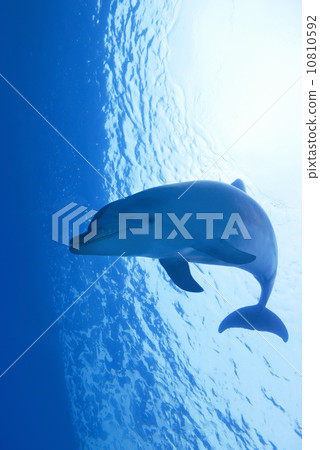 Bottlenose dolphin 10810592