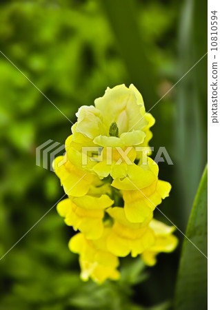 Snapdragon金魚草 10810594