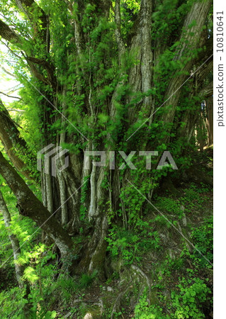 宮殿的大假髮 10810641