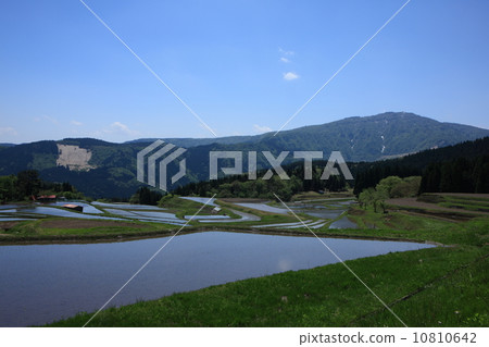 稻田裡的稻田 10810642