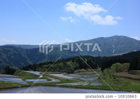 稻田裡的稻田 10810663