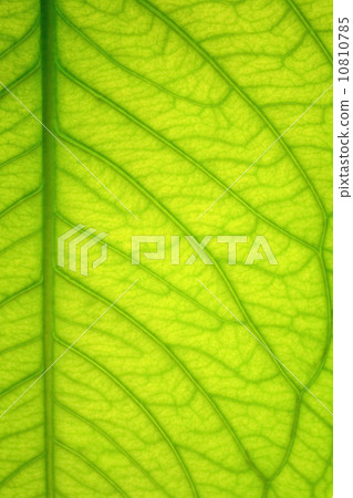 Green leaf texture Green leaf texture 10810785