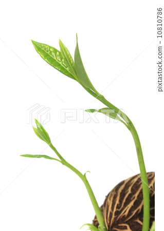 Grow seed Grow seed 10810786