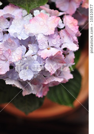 Autumn color hydrangea Autumn color hydrangea 10810977