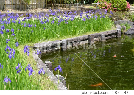 Tsuyamaen Poetry Izumika Higashi Garden Kakitsubata 10811423
