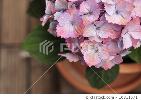 秋天的顏色繡球花 10811571