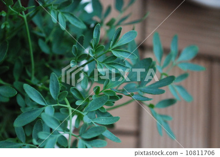 Kohenruda 10811706