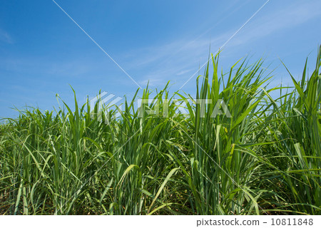 Sugarcane field Sugarcane field 10811848