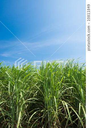 Sugarcane field Sugarcane field 10811849