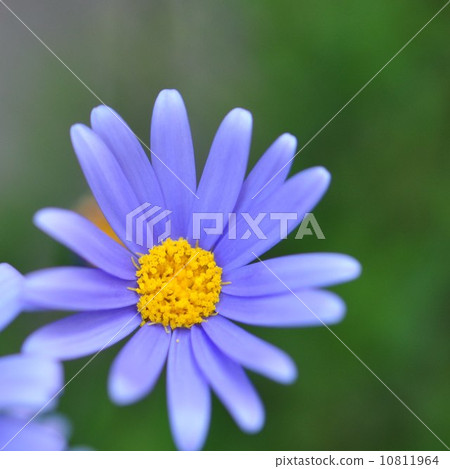 藍色雛菊 10811964