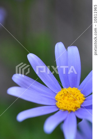 藍色雛菊 10811965