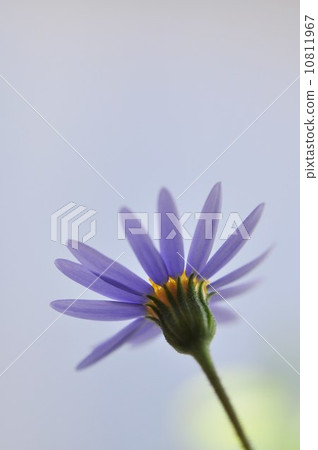 藍色雛菊 10811967