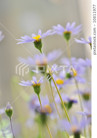 藍色雛菊 藍色雛菊 10811977