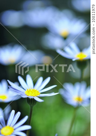 藍色雛菊 10811979