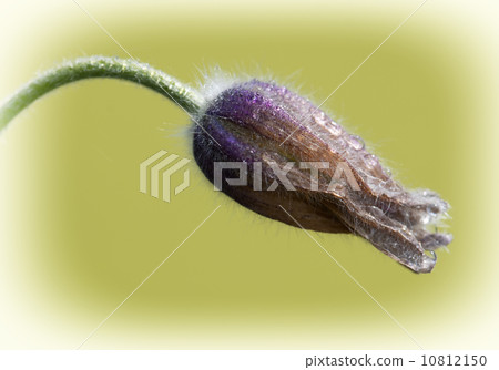 Dewy flower bud 10812150