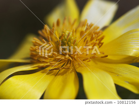 Detail of Pheasant's eye (Adonis vernalis) 10812156