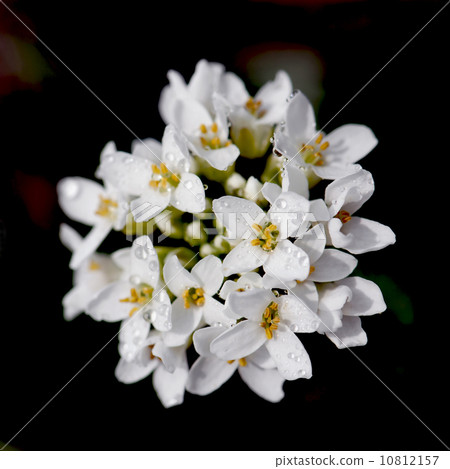 Little white dewy flowers 10812157