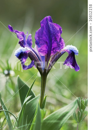 Violet Dwarf iris (Iris pumila) Violet Dwarf iris (Iris pumila) 10812158