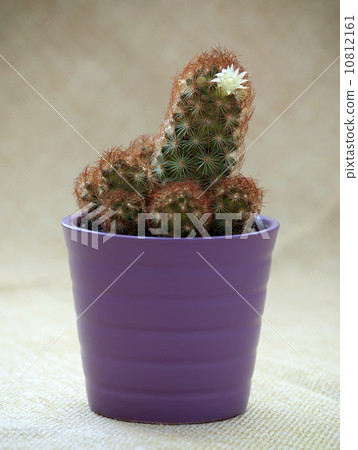 Flowering prickly cactus in a pot 10812161