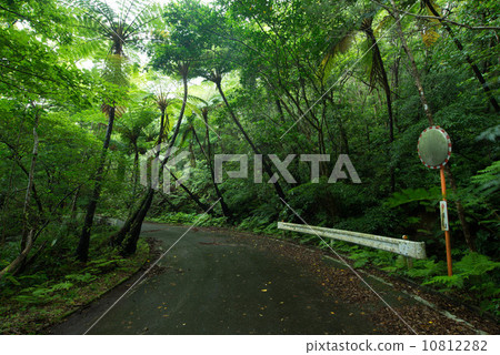 Great country forest road 10812282