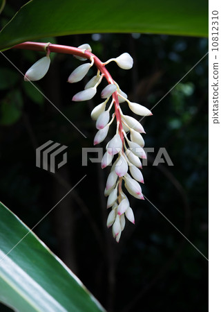 Moon peach blossom 10812310