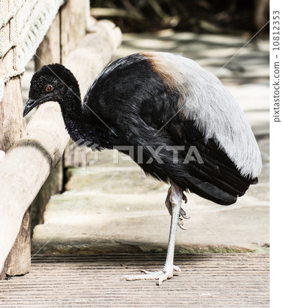 Beautiful bird with black and white feathers 10812353