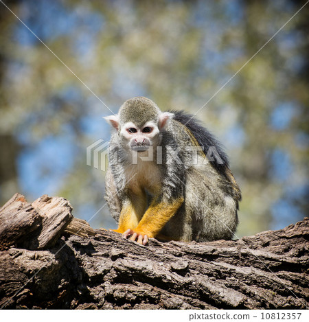 Common squirrel monkey (Saimiri sciureus) 10812357
