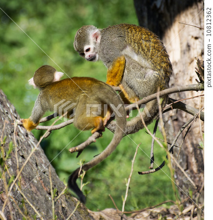 Pair of a Common squirrel monkey (Saimiri sciureus) Pair of a Common squirrel monkey (Saimiri sciureus) 10812362
