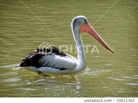 Australian pelican (Pelecanus conspicillatus) Australian pelican (Pelecanus conspicillatus) 10812363