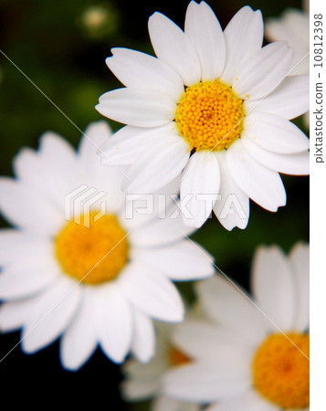 North pole North pole 10812398