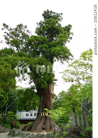 筑波山神社上山 筑波山神社上山 10812416