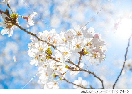 Sakura cherry Blossoms 10812450