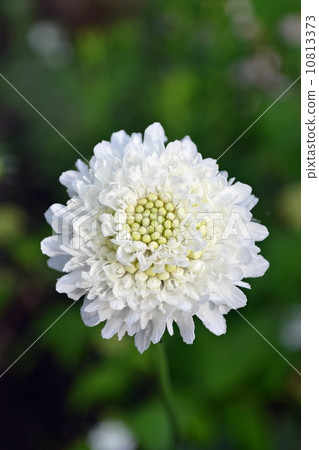 Matsuko Grass Snow Maiden 10813373