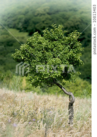 Lonely tree in a meadow Lonely tree in a meadow 10813403