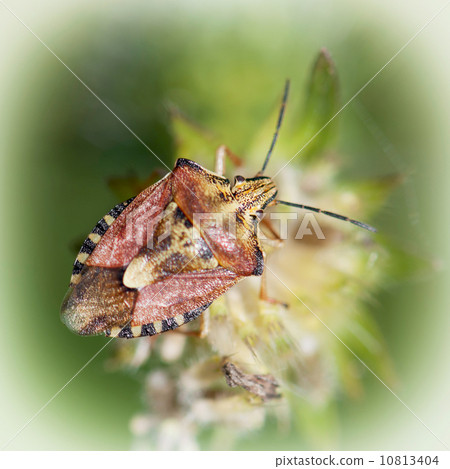 Sloe bug (dolycoris baccarum) Sloe bug (dolycoris baccarum) 10813404