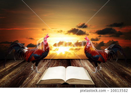 Wake up in morning with rooster crows for read 10813582