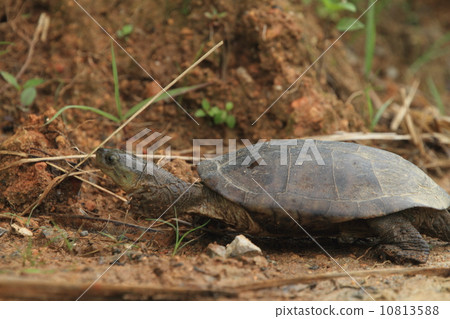生物爬行動物八重山龜，還是南龜？我會從砲彈的高度製作八重山等等 10813588