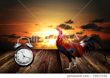 Wake up with rooster crows concept 10813592