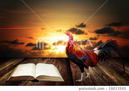 Wake up in morning with rooster crows for read Wake up in morning with rooster crows for read 10813593