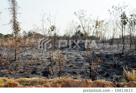 Fields of fire burn 10813613