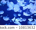 jellyfish  10813632