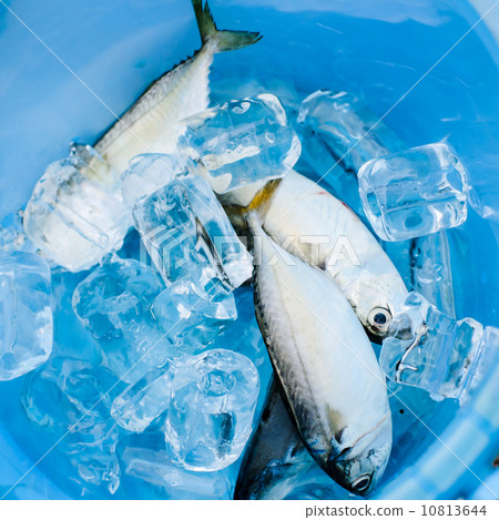 Fish on ice 10813644