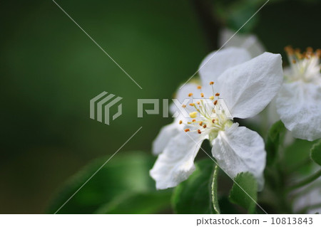 Apple flower Apple flower 10813843