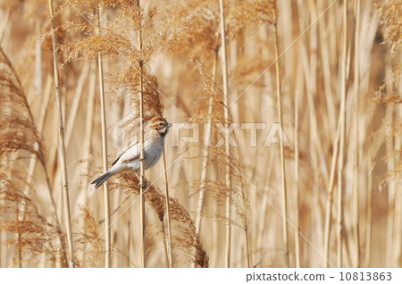 蘆鹀 蘆鹀 10813863