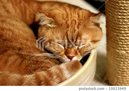 Cat Cat 10813949