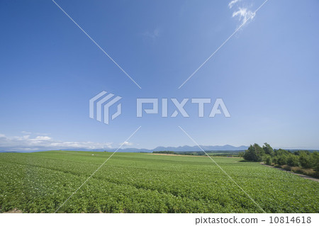 Hokkaido Agriculture 10814618