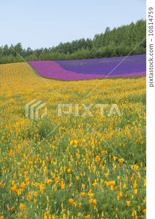 lavender 10814759